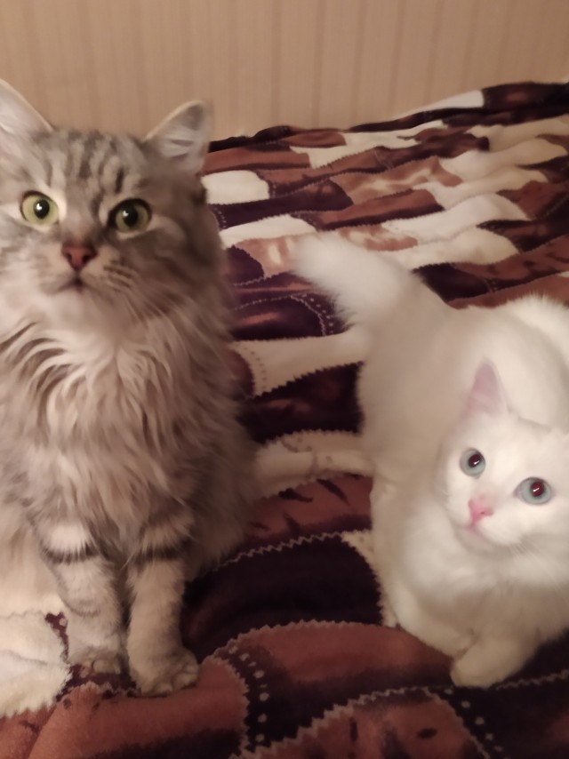 Котовторнику посвящается
