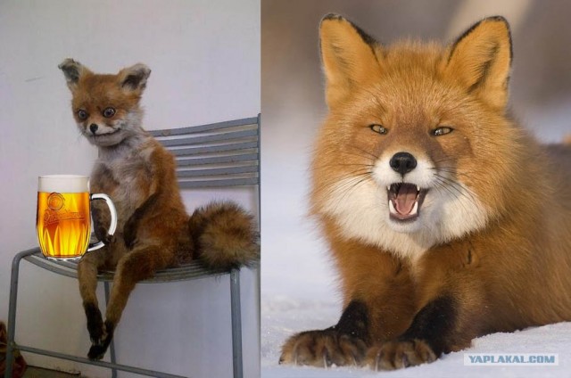 Таксидермия + наркомания