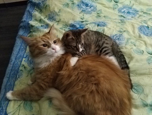 Котовторнику быть!