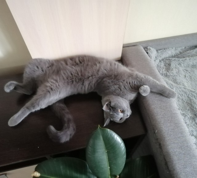 Кошкин день! Я, видимо первый.