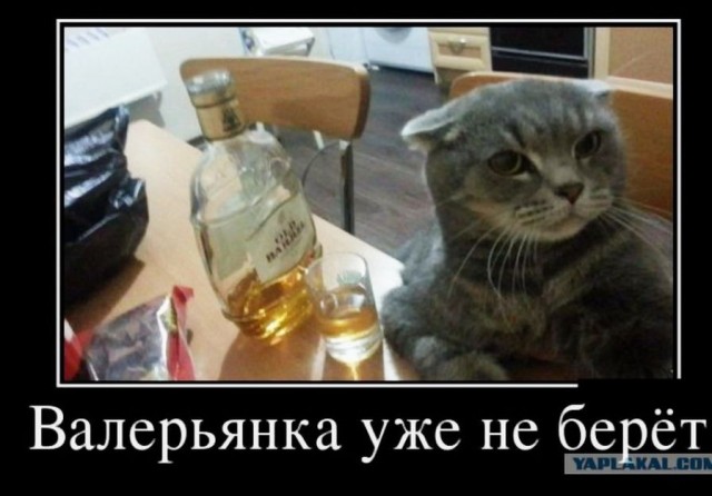 Привет ГИБДД г. Геленджика