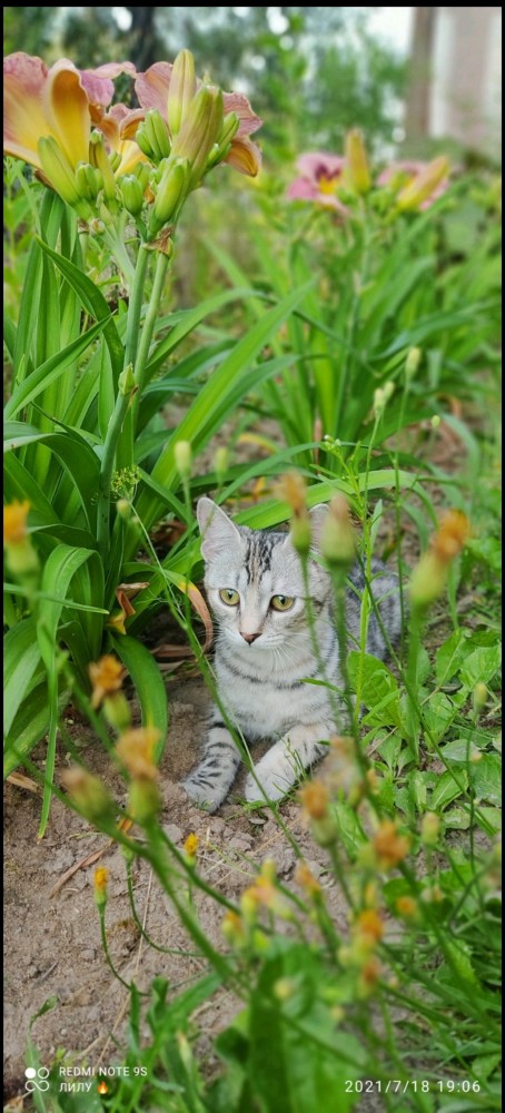 Котовторник. Поговорим о кличках, друзья
