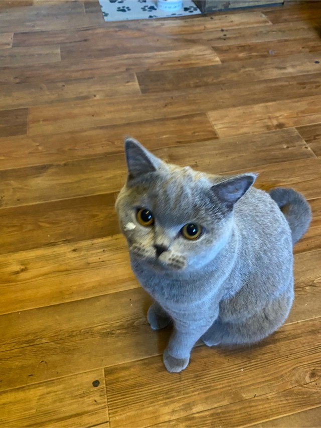 Котовторник 14.09.2021