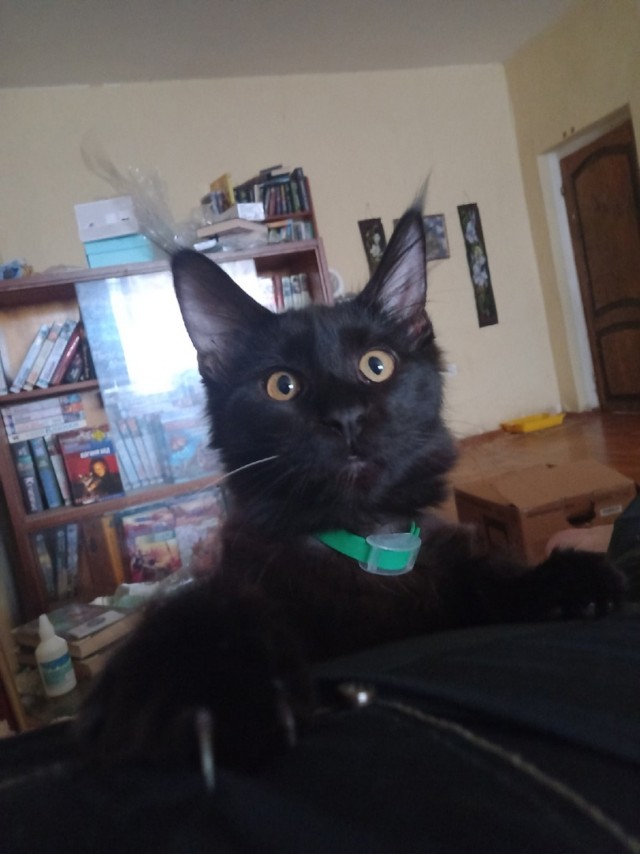 Солнце котовторника уже встало, Господа!