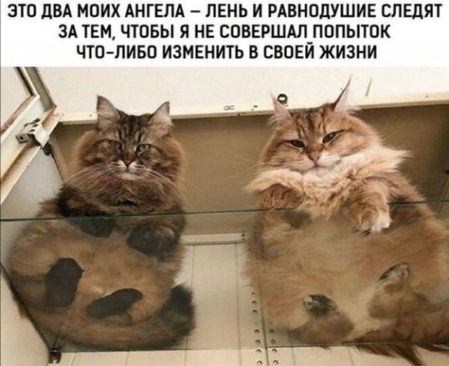 Баянисто-небаянистый юмор 17.11.21