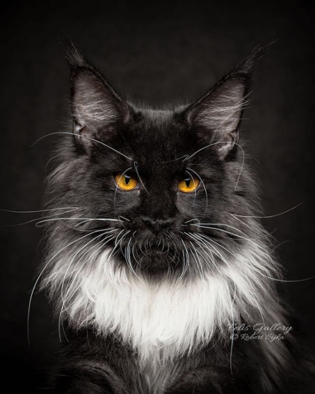 Кот Мейн-кун: царь домашних кошек!