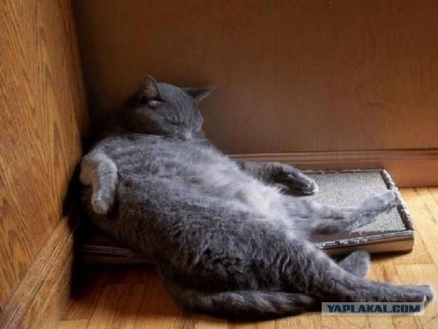 Котовторник. Февраль