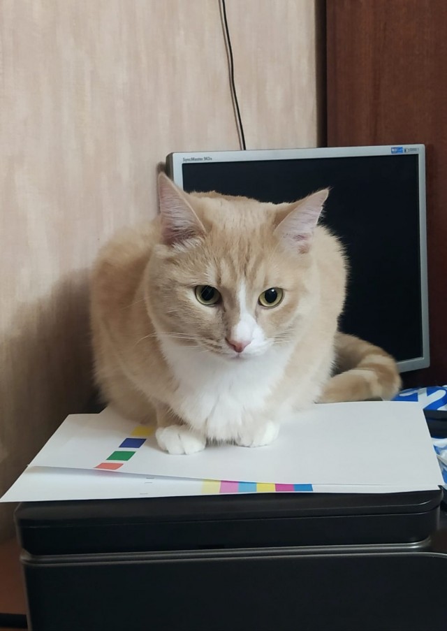 Долой политику, ура котикам!
