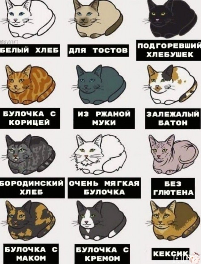 Как называют кошек в России: наглядное пособие, сделанное американкой. И дополнение к нему