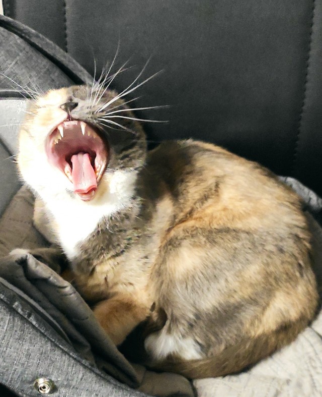 Рыжий кот