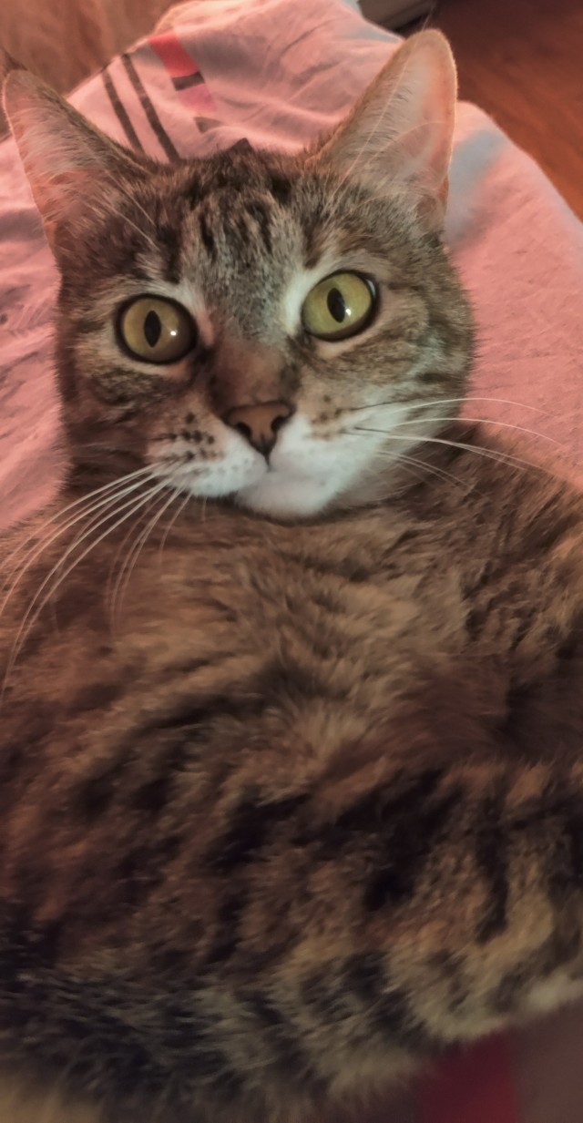 Котоманы, как не разориться на кормежке котов?
