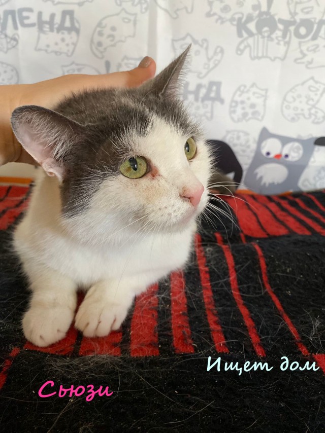 Жизнь домашнего приюта "Котоленд" 335