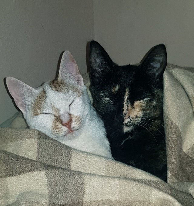 Котовторник. Немного сицилийских котов.