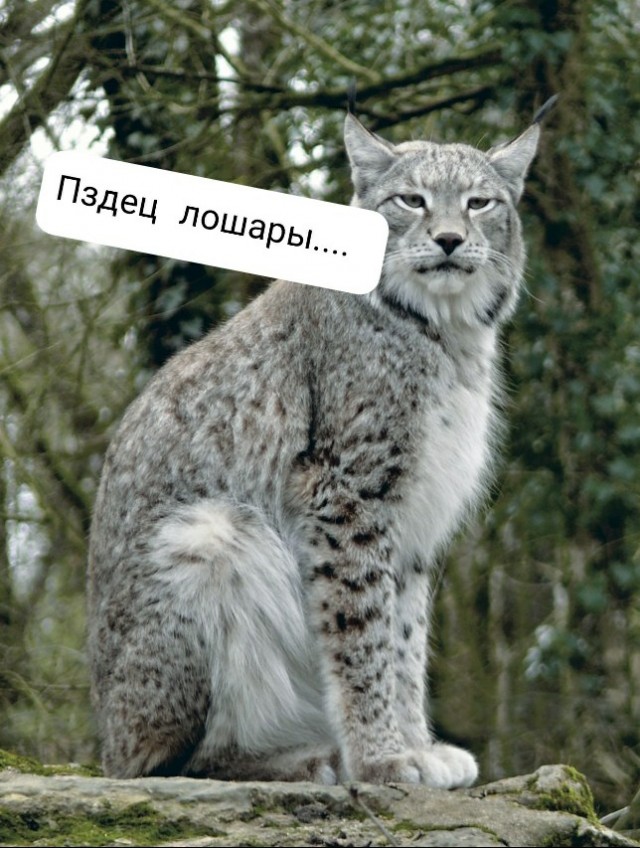 Офигевшая утка