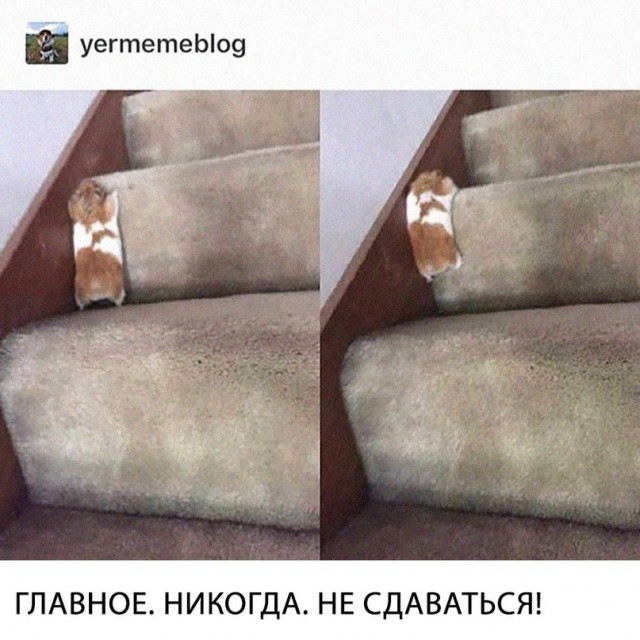 Картинки и мемы для настроения - 19