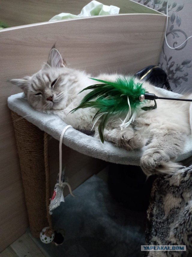 Котовторник 18.10.22