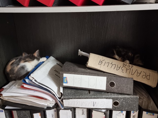 Котовторник 1.11.22