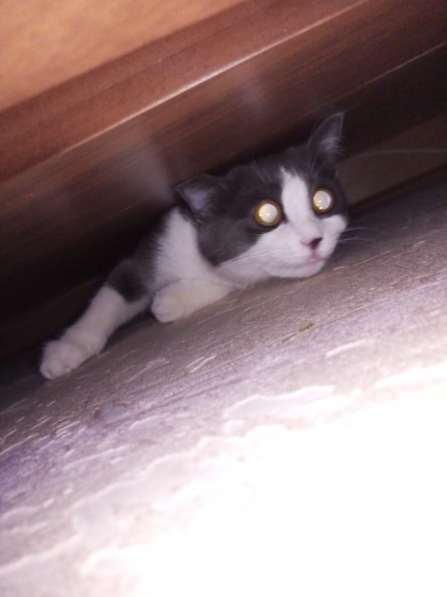 Котодракула