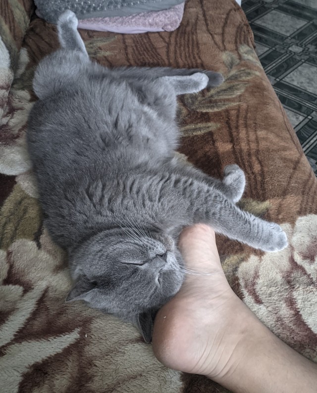 Котовторнику посвящается
