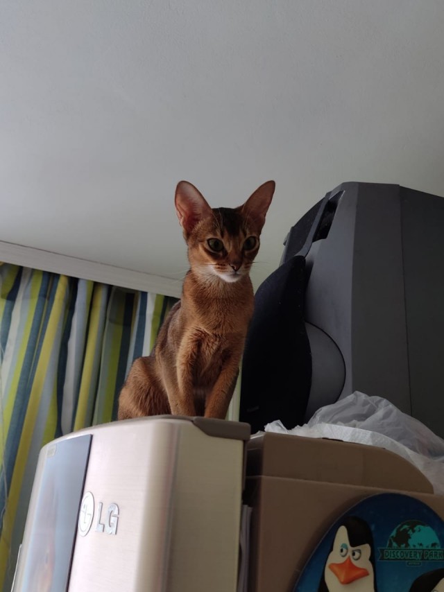 Котовторнику посвящается!