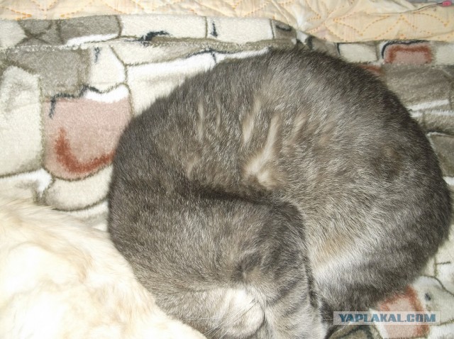 Котовторник 09.04.2013
