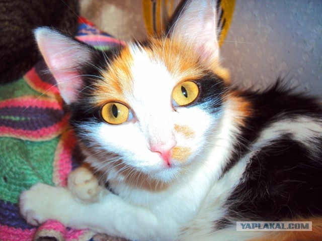 Котовторник 09.04.2013