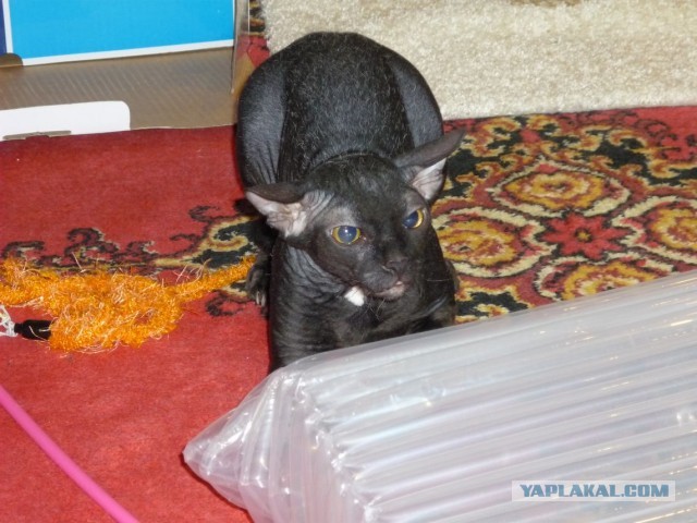 Котовторник 16.04.2013