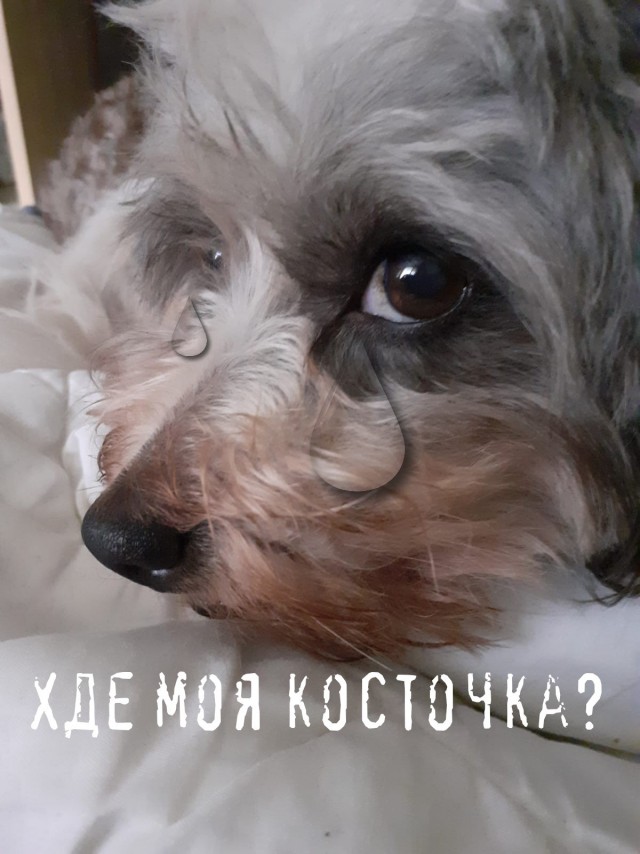 Изумительные существа