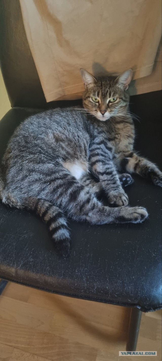 Котя моя. Ну и пусть собакочетверг!