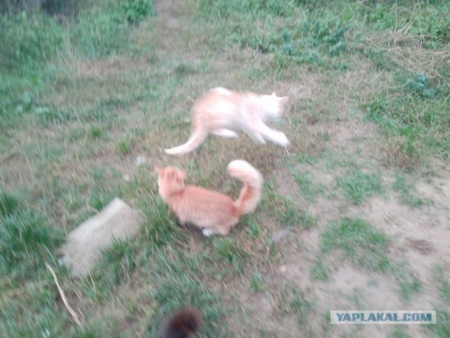 Жизнь домашнего приюта для котеек 464