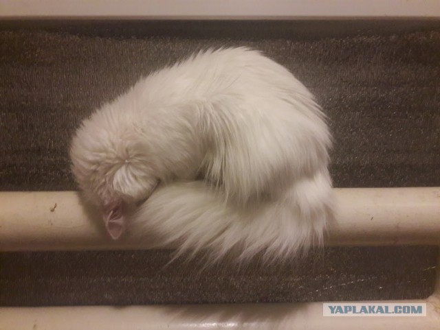 Позы для сна у кошек - что они означают?