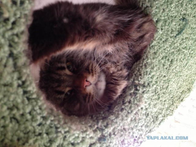 Котовторник 30.04.2013