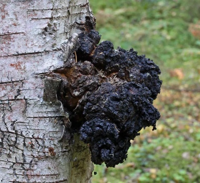 Шикарный отзыв на кофе