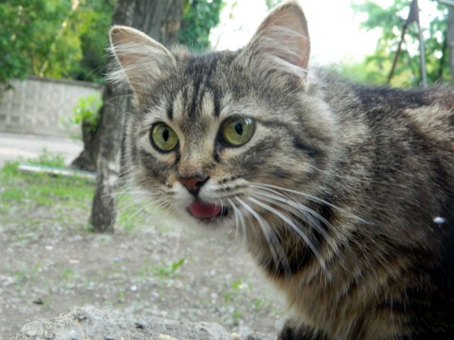 Котовторник 21.05.2013