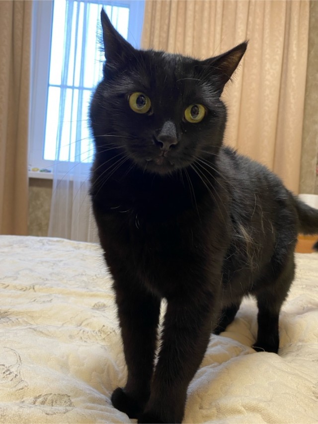 Котовторник!