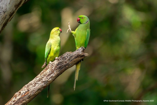 Самые смешные снимки животных в дикой природе за всю историю фотоконкурса Comedy Wildlife Photography Awards
