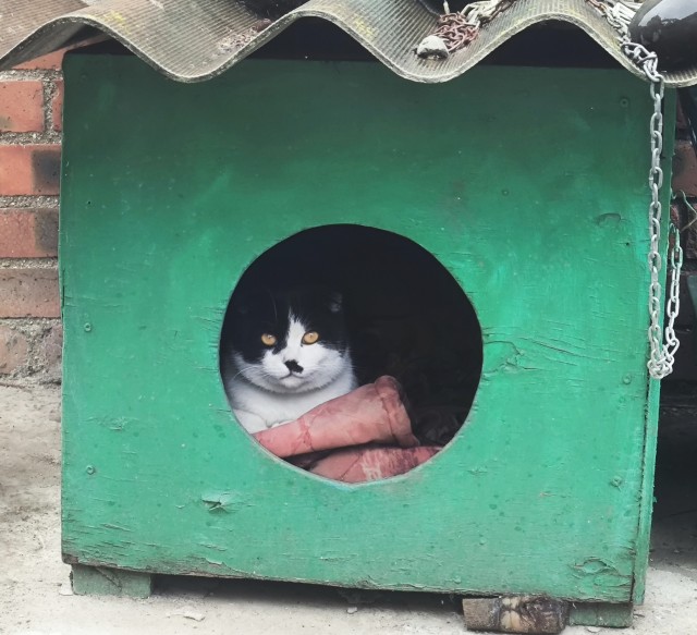 Котовторник 05/11/2024