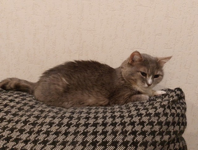 Мася