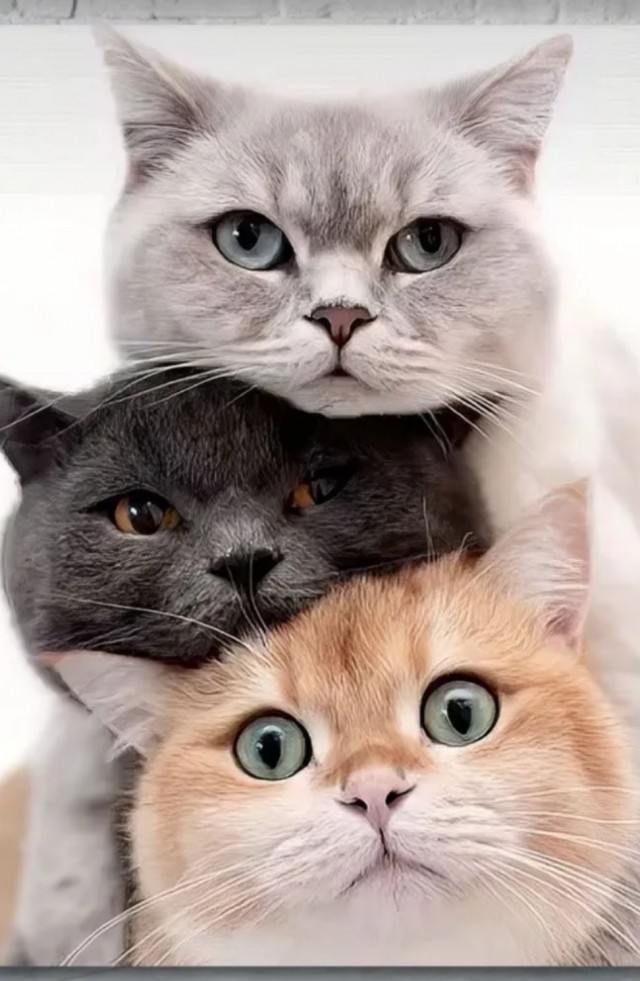 Сегодня котовторник