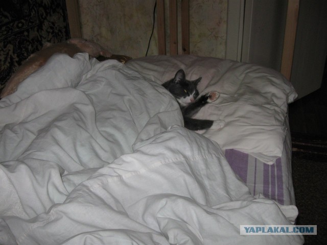 Мелом обвести?