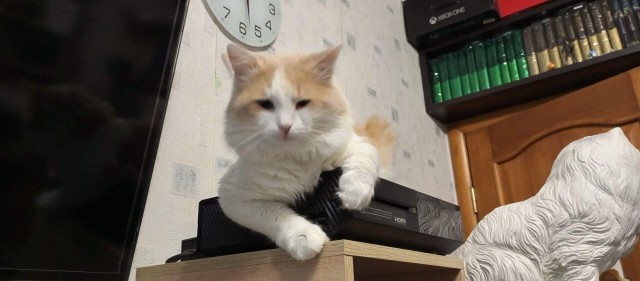 А где котики, сегодня же вторник!