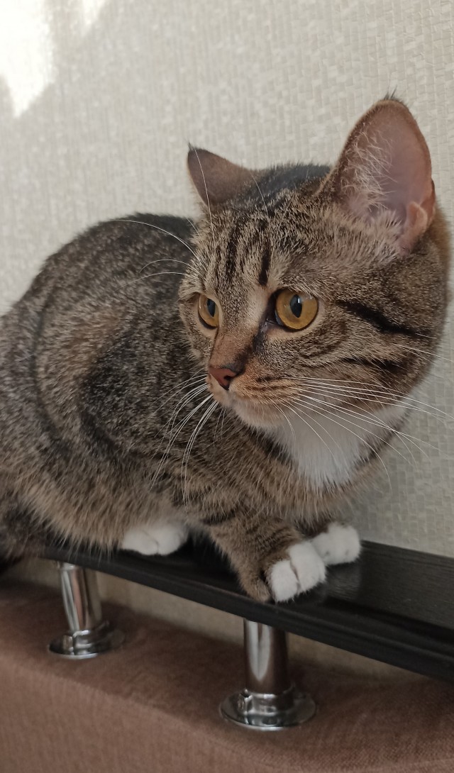 Немного моих котиков к вторнику
