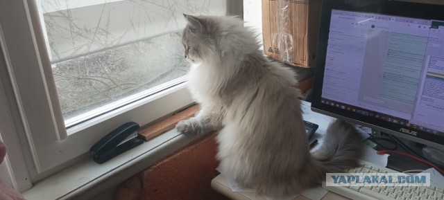 Ну про нового друга.