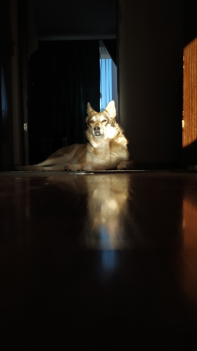 Собакочетверг!