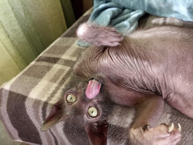 Включил отопление, Васька доволен