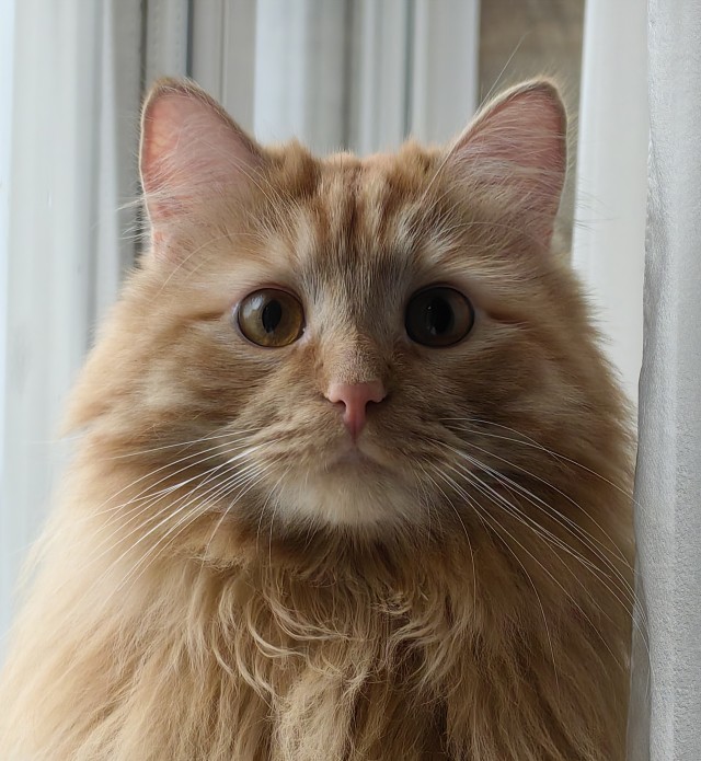 Котовторник. Где коты? Мой вот!