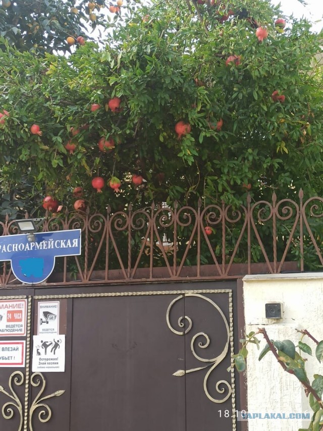 Мои гранаты