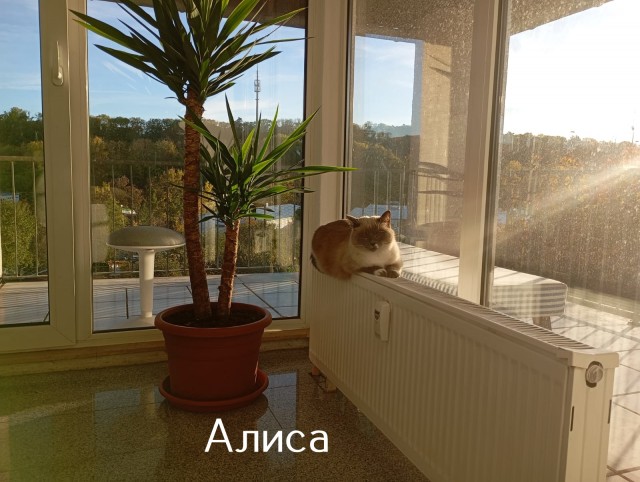 Жизнь домашнего приюта "Котоленд" 518