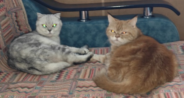 80 г => 3,1 кг (котовторник)