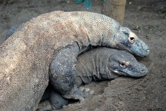 Комодский варан: Мегаящеры, способные завалить буйвола. Весь остров дрожит от их тирании
